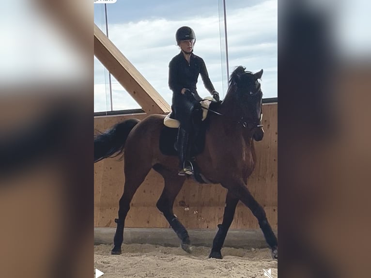 KWPN Gelding 8 years 17 hh Bay-Dark in HelfensHetzmannsdorf