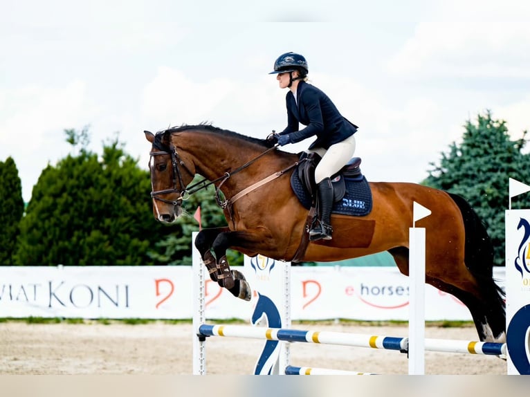KWPN Gelding 8 years 17 hh Bay in Radzionków