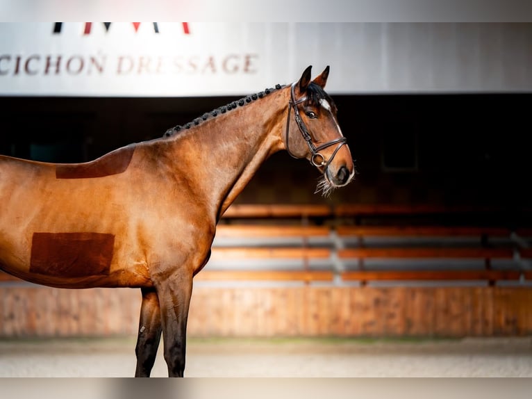 KWPN Gelding 8 years 17 hh Bay in Radzionków