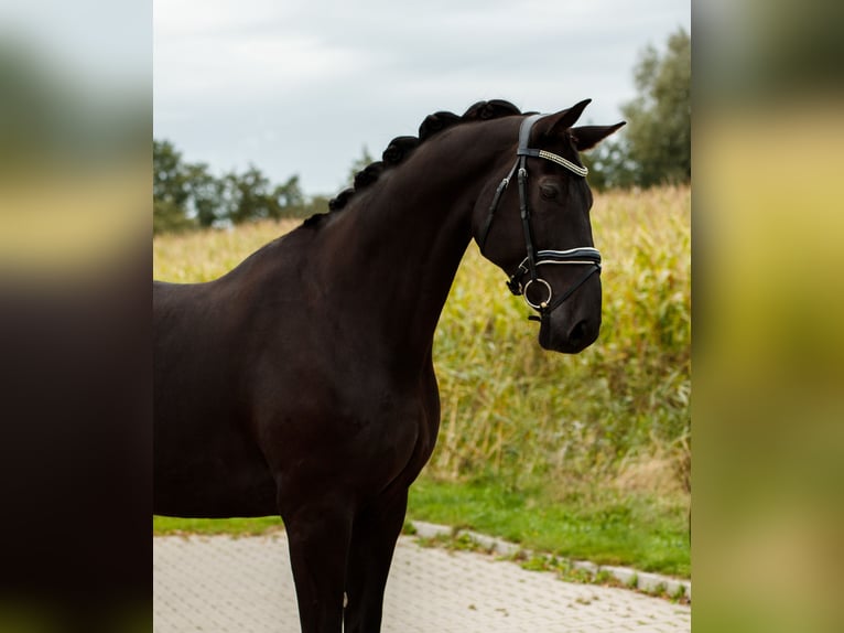 KWPN Gelding 8 years 17 hh Black in De Wilp