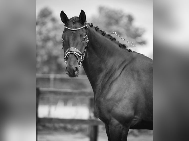 KWPN Gelding 8 years 17 hh Black in Kevelaer