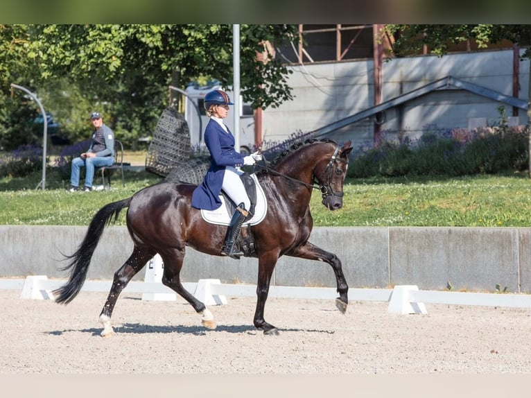 KWPN Gelding 8 years 17 hh Black in Puurs