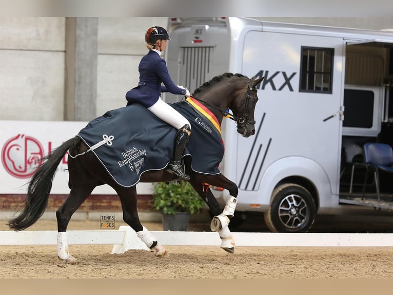 KWPN Gelding 8 years 17 hh Black in Puurs