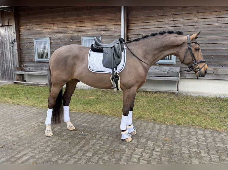 KWPN Gelding 8 years 17 hh Brown in Enter