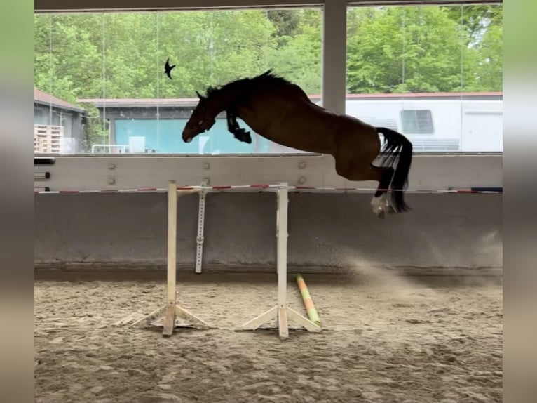KWPN Gelding 8 years 17 hh Brown in Karlsfeld