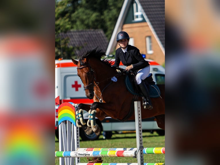 KWPN Gelding 8 years 17 hh Brown in Hamminkeln