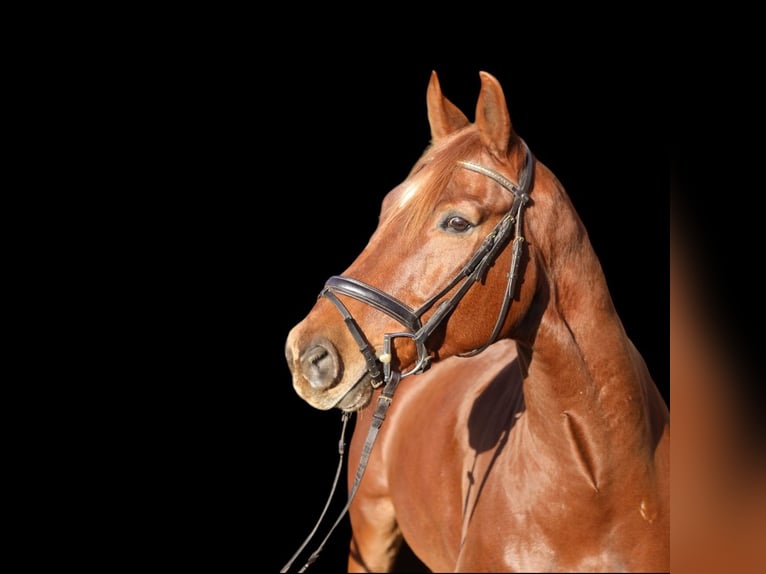 KWPN Gelding 8 years 17 hh Chestnut-Red in Weesow