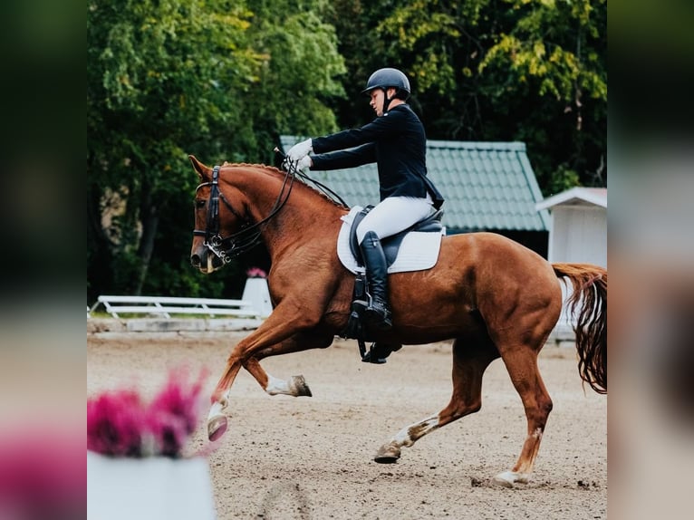 KWPN Gelding 8 years 17 hh Chestnut-Red in Weesow