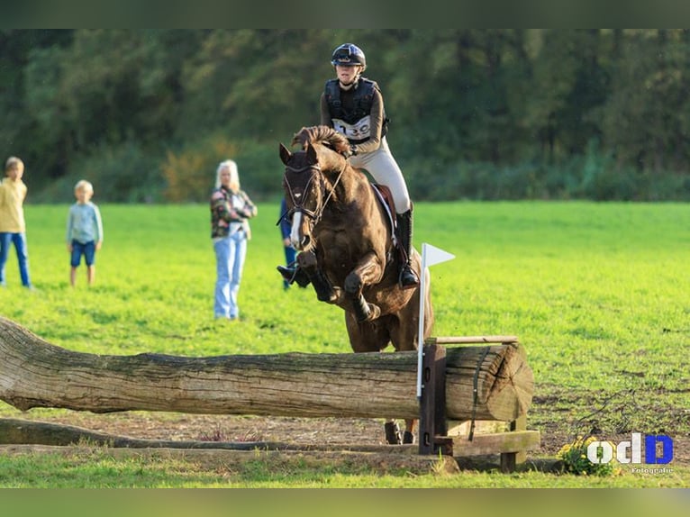 KWPN Gelding 8 years 17 hh Chestnut-Red in Emmer-compascuum