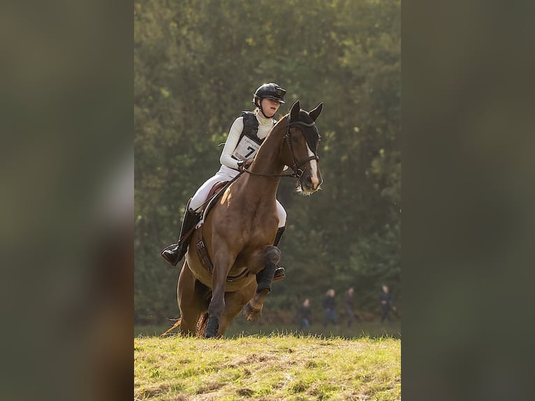 KWPN Gelding 8 years 17 hh Chestnut-Red in Emmer-compascuum