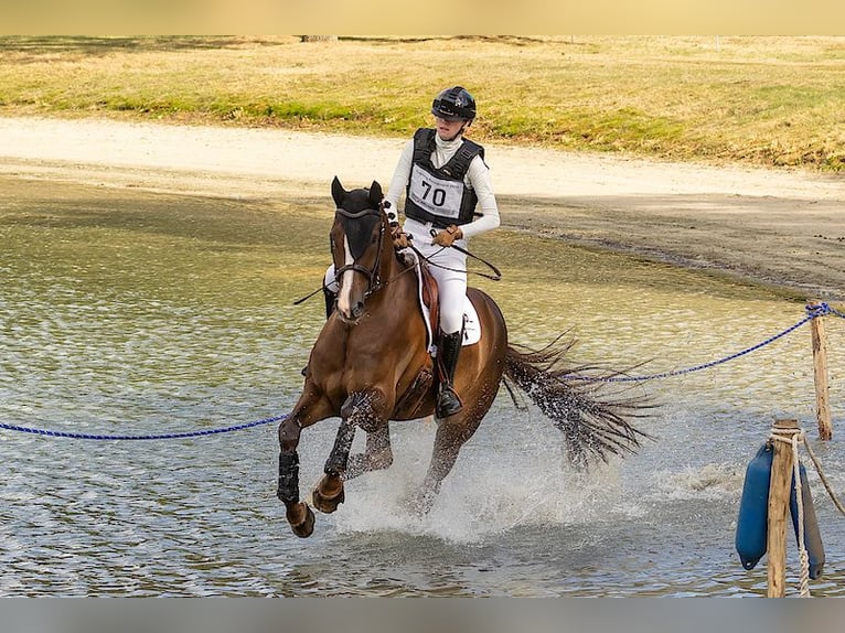 KWPN Gelding 8 years 17 hh Chestnut-Red in Emmer-compascuum