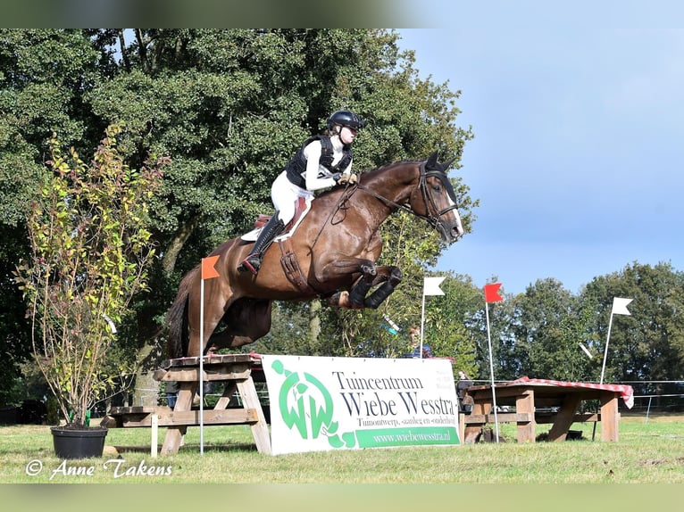 KWPN Gelding 8 years 17 hh Chestnut-Red in Emmer-compascuum