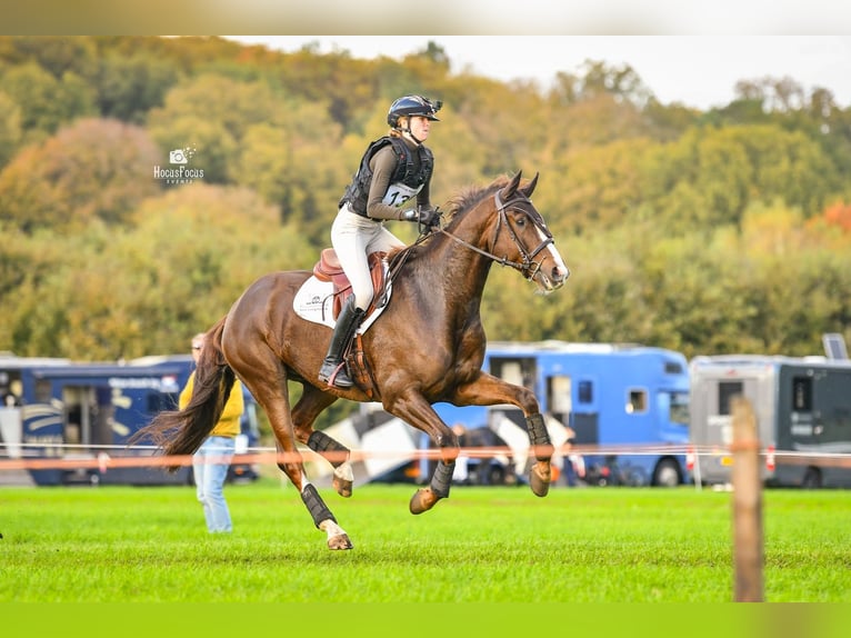 KWPN Gelding 8 years 17 hh Chestnut-Red in Emmer-compascuum