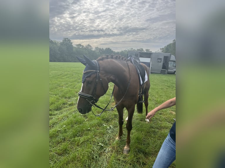 KWPN Gelding 8 years 17 hh Chestnut-Red in Emmer-compascuum