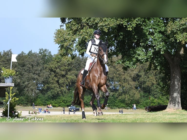 KWPN Gelding 8 years 17 hh Chestnut-Red in Emmer-compascuum