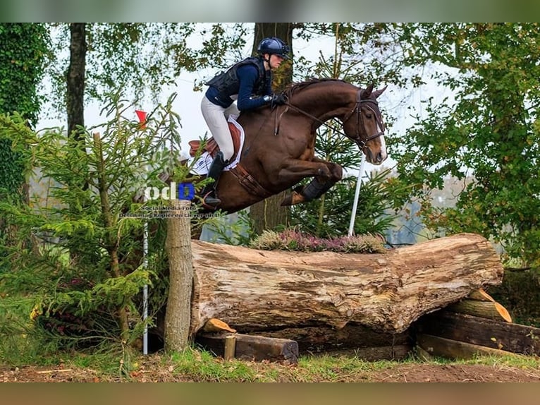 KWPN Gelding 8 years 17 hh Chestnut-Red in Emmer-compascuum