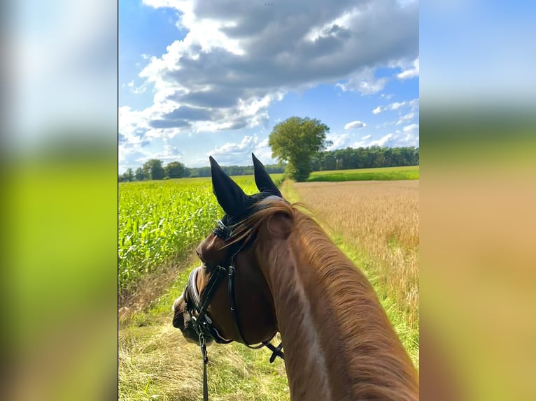 KWPN Gelding 8 years 17 hh Chestnut-Red in Rheine