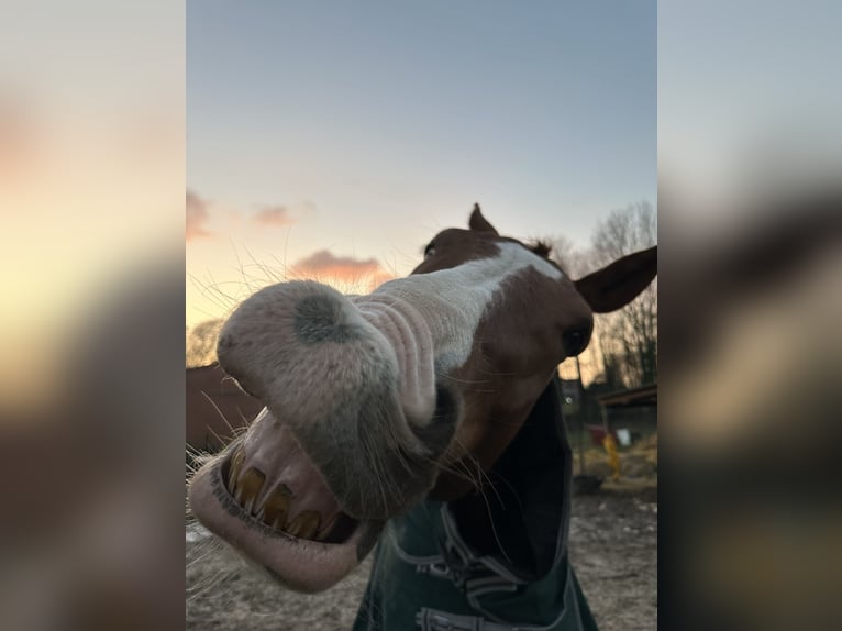 KWPN Gelding 8 years 17 hh Chestnut-Red in Rheine