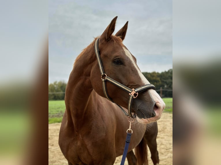 KWPN Gelding 8 years 17 hh Chestnut-Red in Rheine