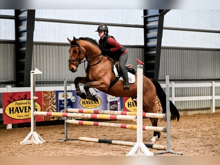 KWPN Gelding 8 years 17 hh Smoky-Black in Uzeste