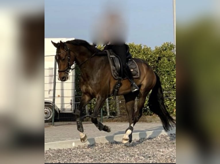KWPN Gelding 8 years 17,1 hh Bay-Dark in Reusel