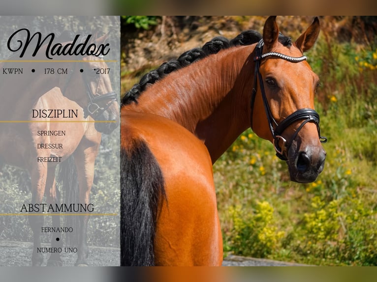 KWPN Gelding 8 years 17,1 hh Brown in Nettersheim