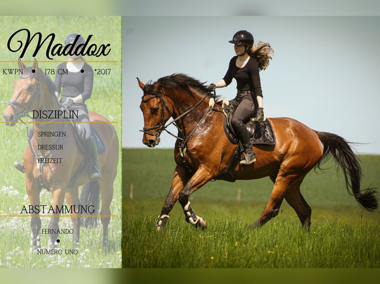 KWPN Gelding 8 years 17,1 hh Brown in Nettersheim