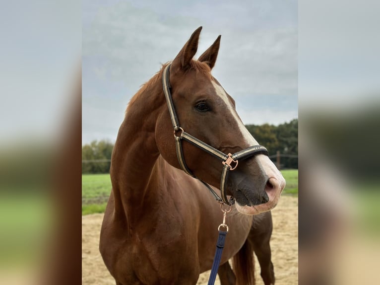 KWPN Gelding 8 years 17,1 hh Chestnut-Red in Rheine