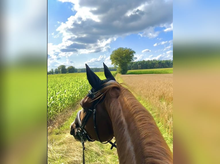 KWPN Gelding 8 years 17,1 hh Chestnut-Red in Rheine