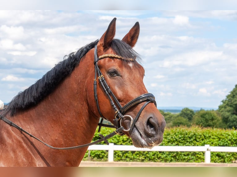 KWPN Gelding 8 years 17,2 hh Brown in Neuburg an der Donau