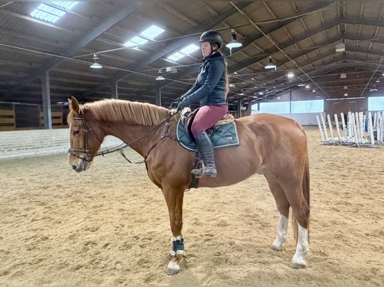 KWPN Gelding 8 years 17,2 hh Chestnut-Red in Pelmberg