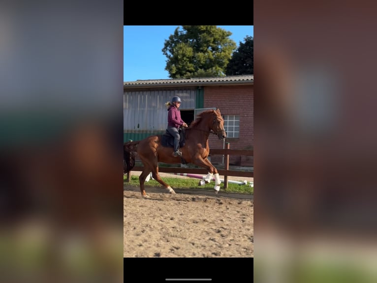 KWPN Gelding 8 years 18 hh Chestnut-Red in Blekendorf