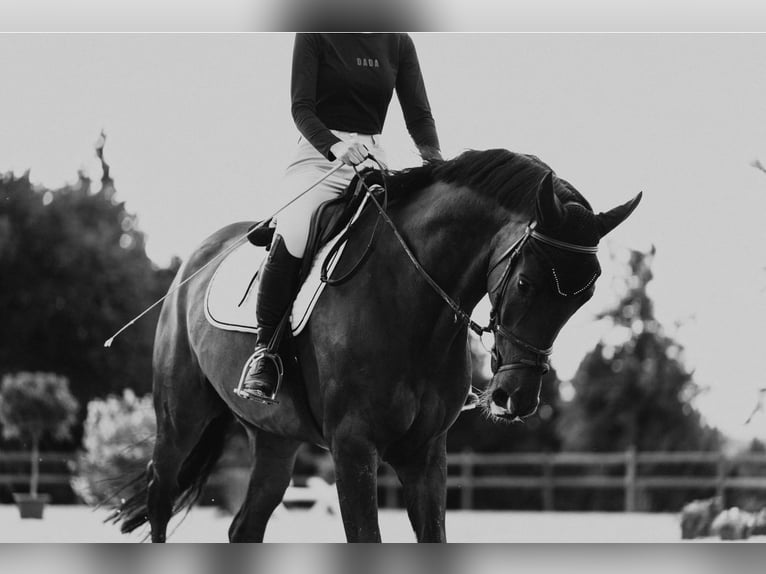 KWPN Gelding 8 years Bay-Dark in Passau