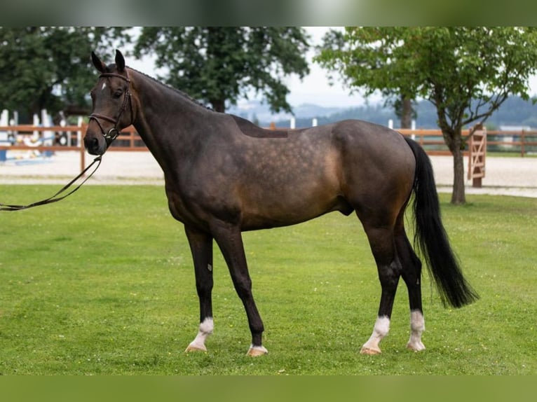 KWPN Gelding 8 years Bay-Dark in Passau
