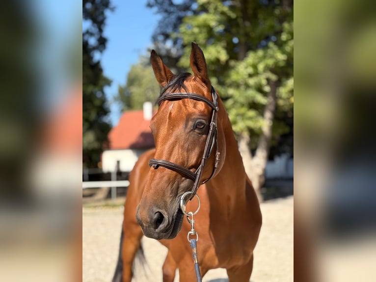 KWPN Gelding 8 years Bay in Bratislava