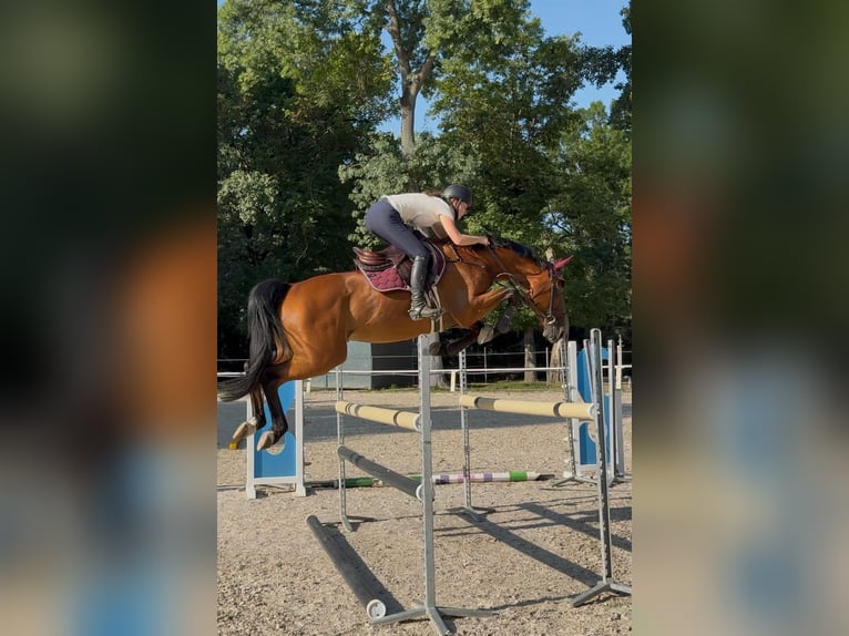 KWPN Gelding 8 years Bay in Bratislava