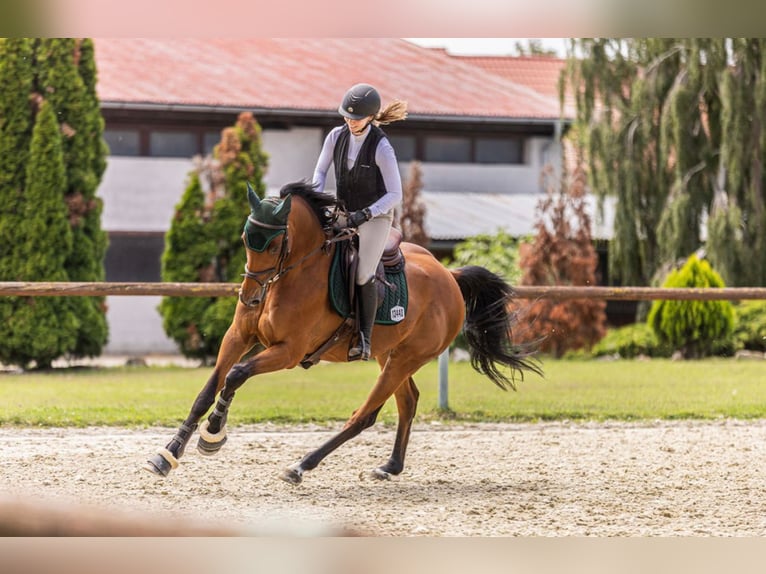 KWPN Gelding 8 years Bay in Bratislava