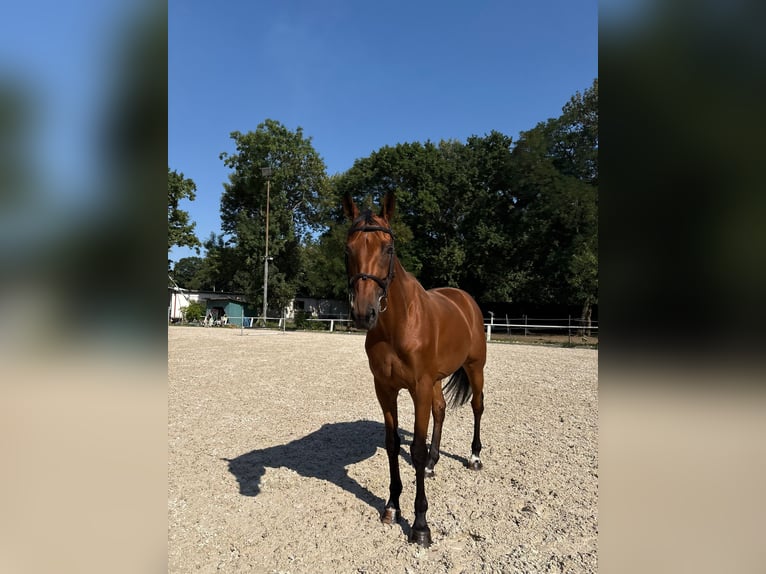 KWPN Gelding 8 years Bay in Bratislava
