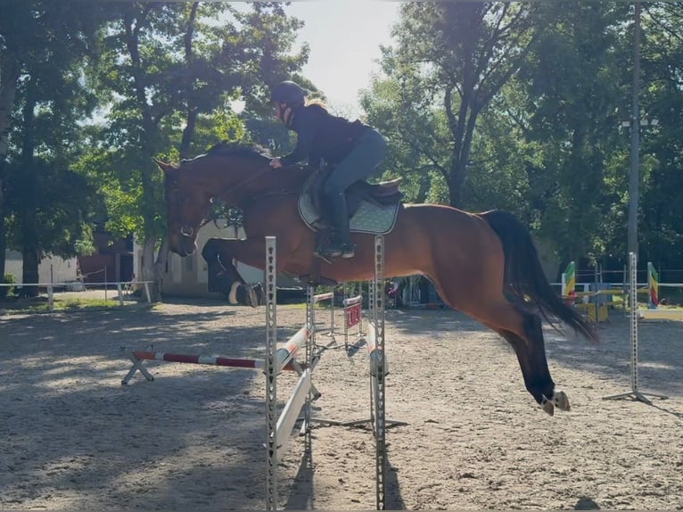 KWPN Gelding 8 years Bay in Bratislava