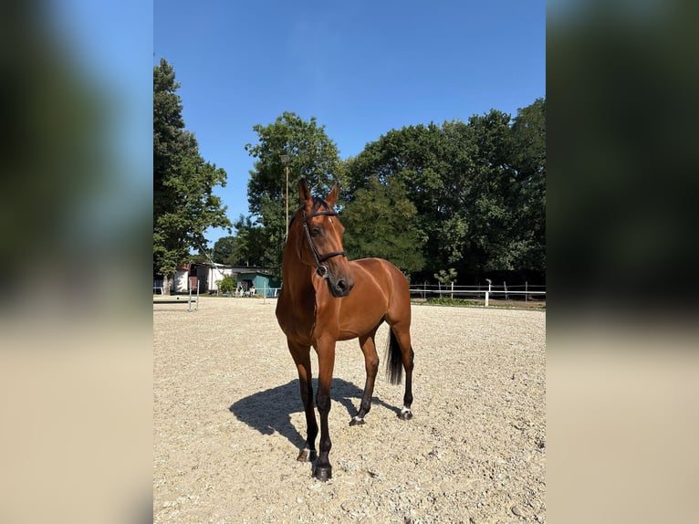 KWPN Gelding 8 years Bay in Bratislava