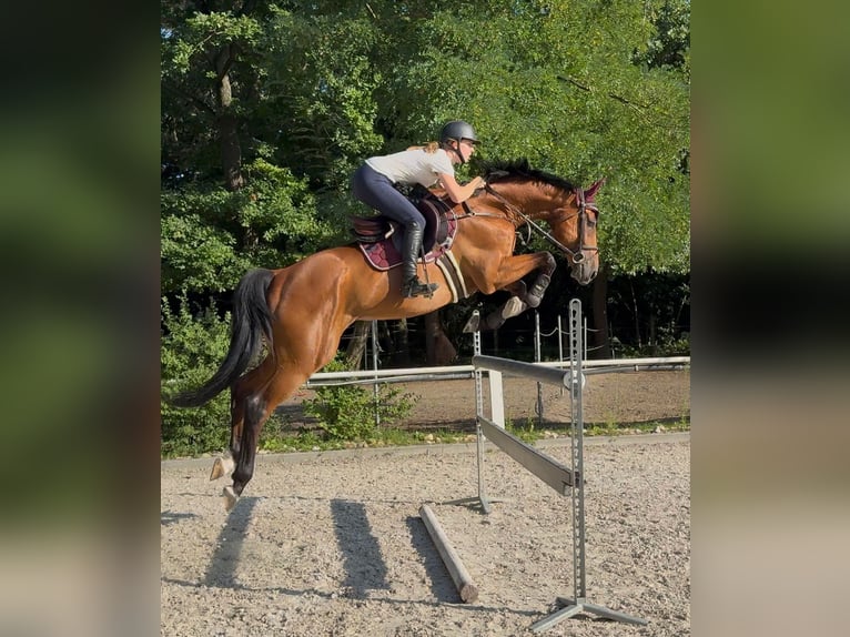 KWPN Gelding 8 years Bay in Bratislava