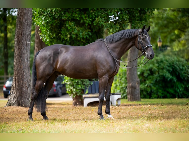 KWPN Gelding 8 years Black in Weert