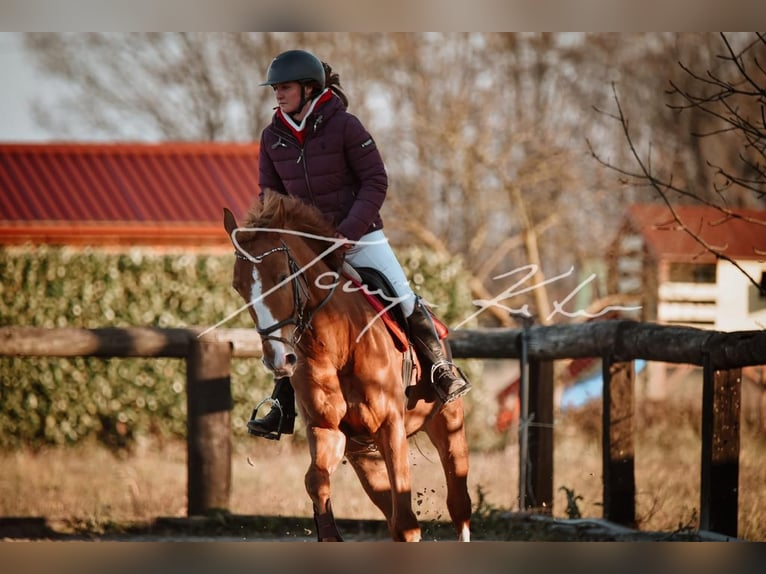 KWPN Gelding 8 years Chestnut in Zagreb