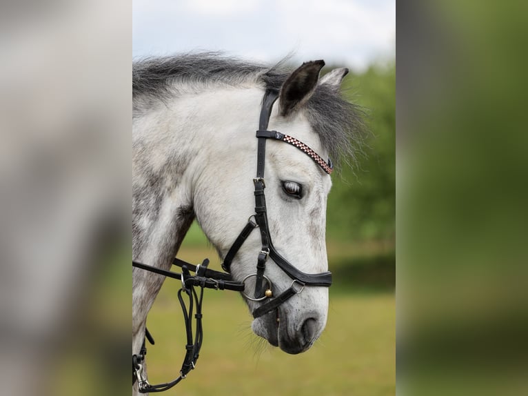 KWPN Gelding 9 years 13,3 hh Grey in Münster