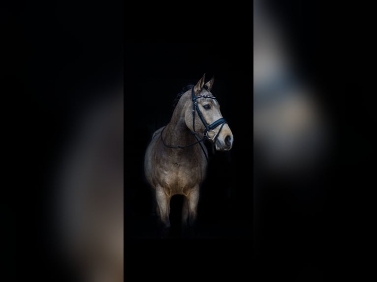 KWPN Gelding 9 years 14.1 hh Buckskin in PeltOverpelt