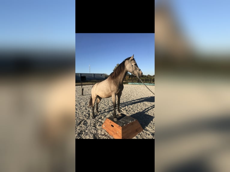 KWPN Gelding 9 years 14.1 hh Buckskin in PeltOverpelt
