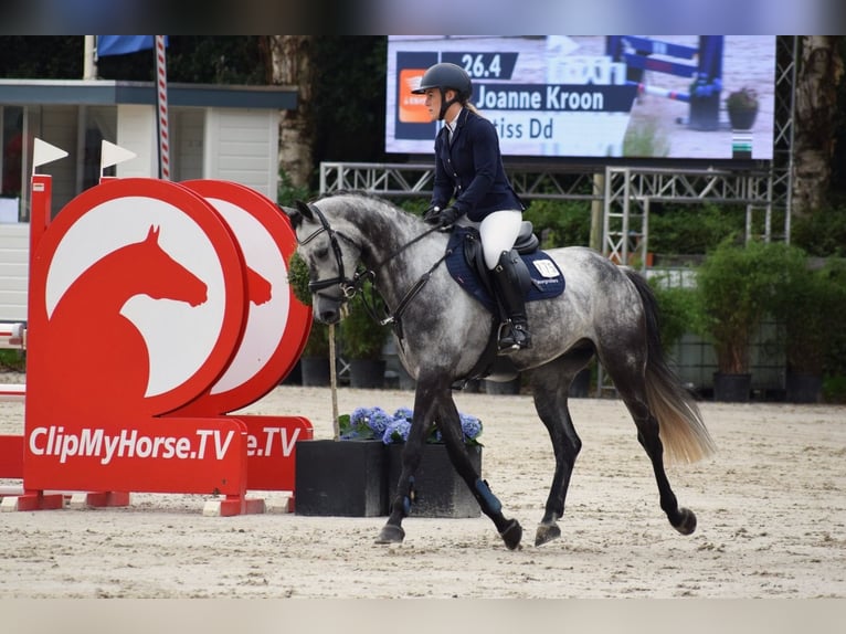 KWPN Gelding 9 years 15.1 hh Grey in LochemLochem