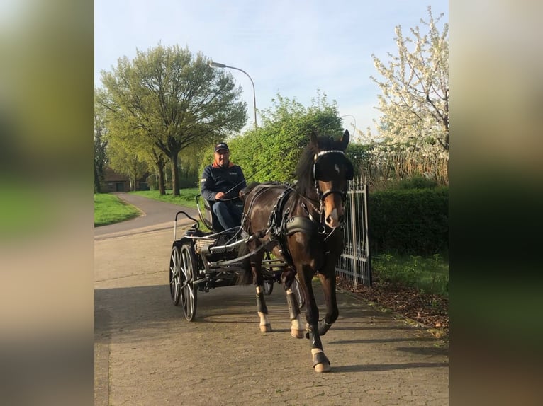 KWPN Gelding 9 years 15,2 hh Brown in Petershagen