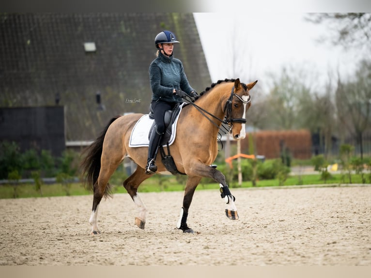 KWPN Gelding 9 years 15,2 hh Brown in Boxmeer