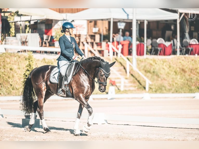 KWPN Gelding 9 years 15,3 hh Smoky-Black in Anger